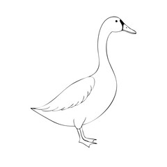 white duck isolated on white