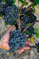 racimos de uvas en la planta tomados con la mano en primer plano