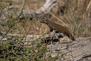 Group of Banded Mongoose (Mungos mungo) approaching a waterhole in Etosha National Park, Namibia