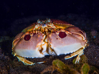 Submarine Diving - Underwater Photography