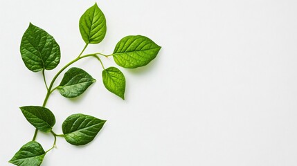 Fototapeta premium green leaves on white background