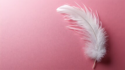 Obraz premium Single white feather on pink background; softness, lightness, serenity; website header.