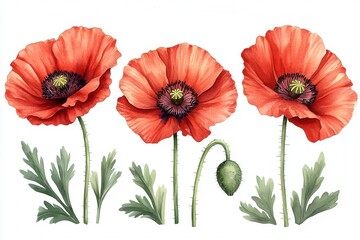 Obraz premium A watercolor illustration of vibrant red poppy flowers with green leaves and a bud.