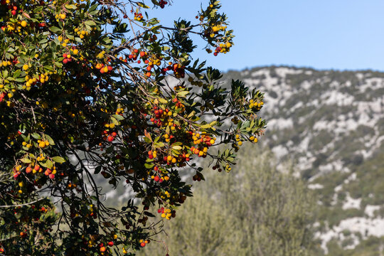 plant full of strawberry trees (Arbutus unedo) on the Supramonte. Ogliastra, Sardinia, Italy