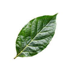 Obraz premium Vibrant Green Leaf: A single, vibrant green leaf, isolated against a clean background, showcases the intricate detail and delicate texture of nature's artistry.