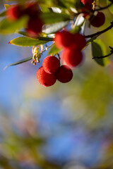 plant full of strawberry trees (Arbutus unedo) on the Supramonte. Ogliastra, Sardinia, Italy