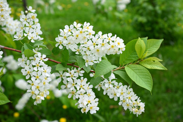 a spring background with blooming tree with clusters of white flowers 