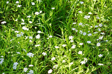 Obraz premium a lawn with sunlight and blooming stellaria flowers spring background 