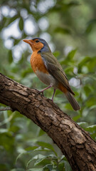 Fototapeta premium Colorful bird with blue-gray head and orange throat perched on tree branch