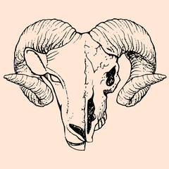 Aries skull