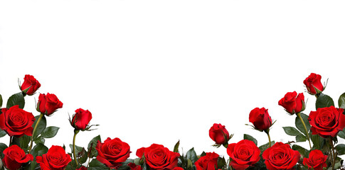 red roses border