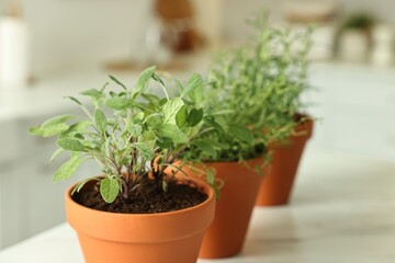 Different aromatic herbs in pots on table indoors, closeup