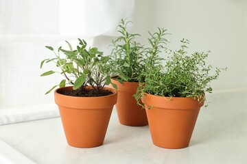 Different aromatic herbs in pots on white marble countertop indoors