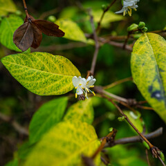 Winter flowering honeysuckle bloom