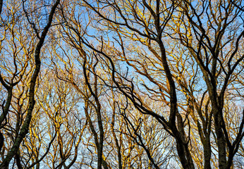 Winter sun tracery in the late afternoon