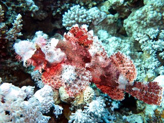 Scorpion fish