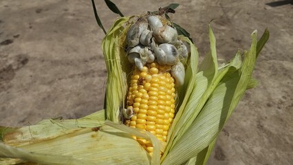 fungus on corn