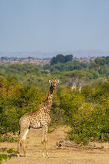 South African giraffe or Cape giraffe (Giraffa giraffa) or (Giraffa camelopardalis giraffa). Mashatu Game Reserve. Northern Tuli Game Reserve.  Botswana.