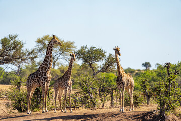 South African giraffe or Cape giraffe (Giraffa giraffa) or (Giraffa camelopardalis giraffa). Mashatu Game Reserve. Northern Tuli Game Reserve.  Botswana.