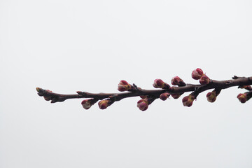 beautiful botanical shot of blooming tree branch .