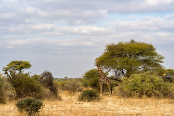 Obraz premium South African giraffe or Cape giraffe (Giraffa giraffa) or (Giraffa camelopardalis giraffa). Mashatu Game Reserve. Northern Tuli Game Reserve. Botswana.
