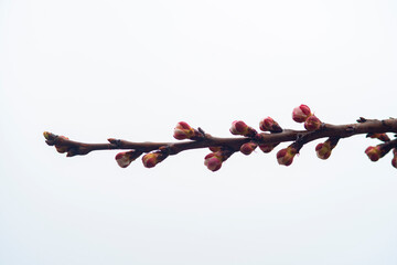 beautiful botanical shot of blooming tree branch .