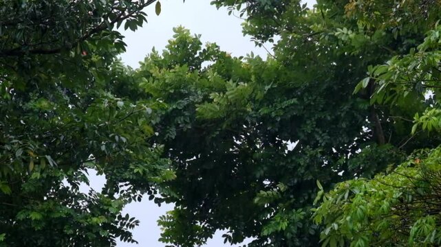 Heavy rain and strong winds shake the trees in the forest. Tropical rainforest view. Climate and weather concepts. Environmental and ecological themes. Real time Raw video no edit. Footage 4K, 60Fps