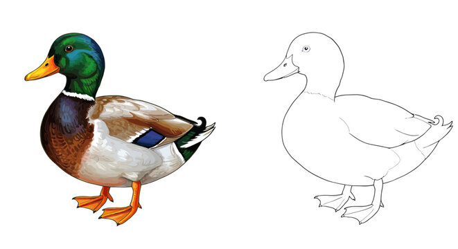 Coloring book page of Duck and a Duck outline on a transparent Background.