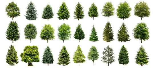 diverse collection of green trees on white backdrop showcases various species and shapes, perfect for nature themed projects or educational purposes