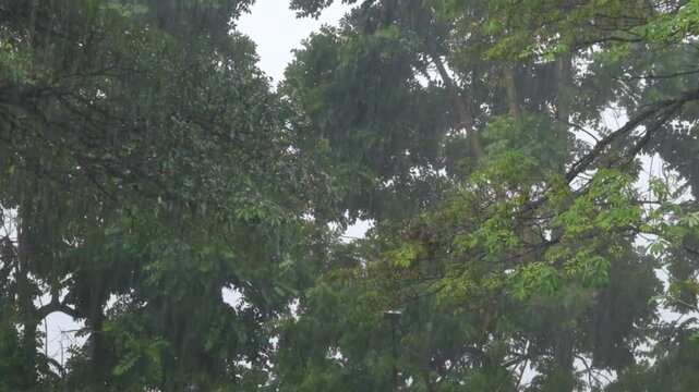 Heavy rain and strong winds shake the trees in the forest. Tropical rainforest view. Climate and weather concepts. Environmental and ecological themes. Real time Raw video no edit. Footage 4K, 60Fps