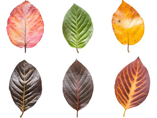 Obraz premium Six Leaves Showing Stages of Autumnal Color Change Isolated On A White Background, PNG Transparent