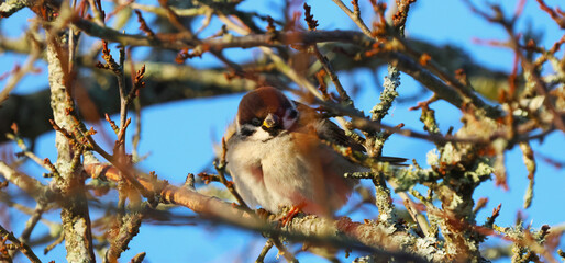 sparrow on a branch
