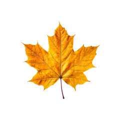Obraz premium Golden Maple Leaf: A vibrant, detailed close-up of a single autumn maple leaf, showcasing its rich, golden hues and intricate venation. Perfect for adding a touch of fall warmth to your designs.