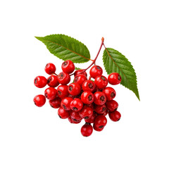 Vibrant Red Berries: A cluster of ripe, red berries on a branch with lush green leaves, isolated against a clean background. Perfect for food, health, and nature-related projects. 