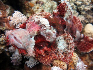 Scorpion fish