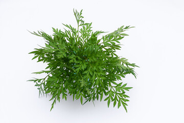 Kenikir leaves (cosmos caudatus) isolated white background