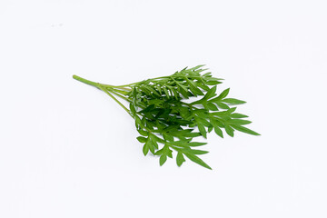 Kenikir leaves (cosmos caudatus) isolated white background