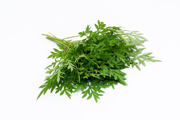 Kenikir leaves (cosmos caudatus) isolated white background