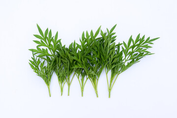 Kenikir leaves (cosmos caudatus) isolated white background