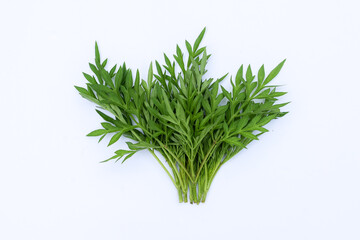 Kenikir leaves (cosmos caudatus) isolated white background