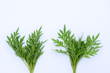 Kenikir leaves (cosmos caudatus) isolated white background
