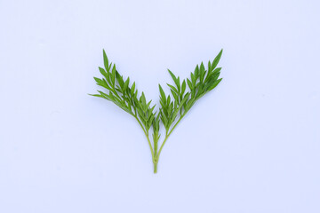 Kenikir leaves (cosmos caudatus) isolated white background