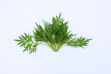 Kenikir leaves (cosmos caudatus) isolated white background