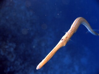 Underwater life