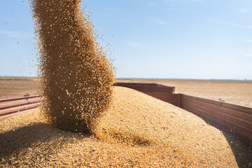 Combine transferring soybeans after harvest