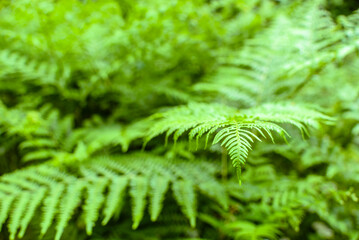 Green fern. Spring forst ferns, background.