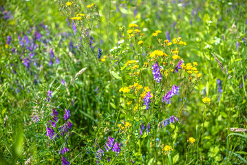 Natural background with blurred meadow and flowering grass, closeup, selective focus.