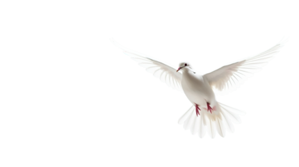 white dove (png)