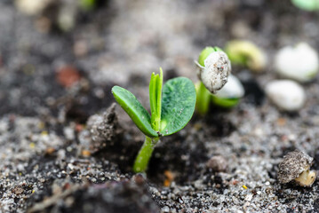 Young plants growing in the soil