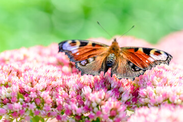 Closeup of butterfly feeding on flower, macro.